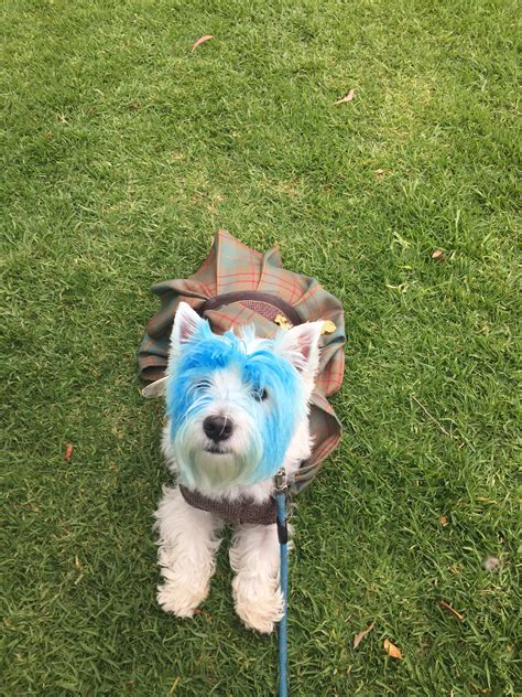 Diy Braveheart William Wallace Dog Costume Costume Yeti