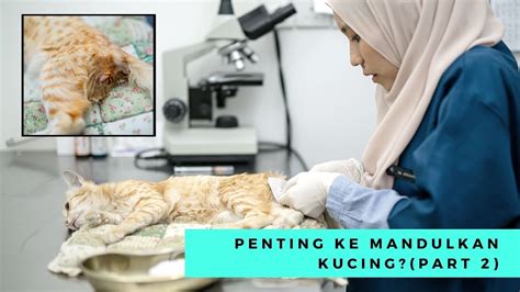 Harga Mandulkan Kucing Di Klinik Kerajaan Fundacionfaroccr