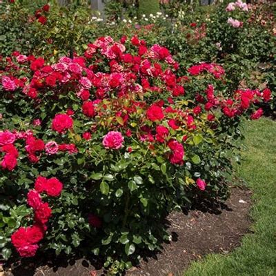 Rose, Easy Elegance - Baucom's Nursery