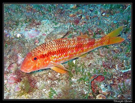 Rouget Barbet De Roche Mullus Surmuletus Under The Sea Fish