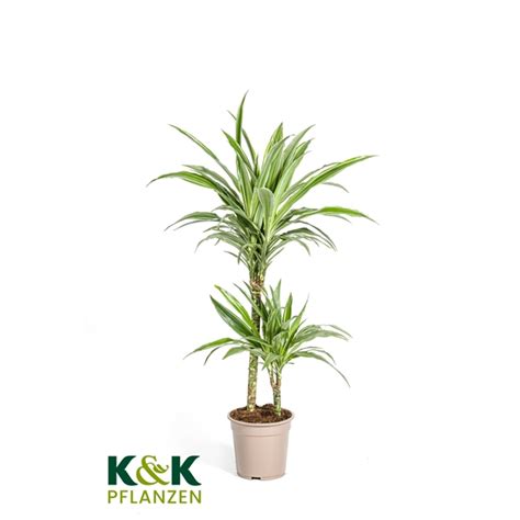 Dracaena Deremensis White Stripe Warnecki T Floraxchange