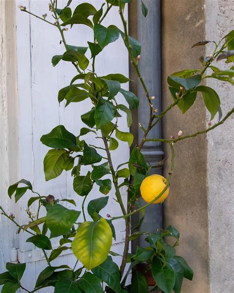 Pourquoi Mon Citronnier Perd Ses Feuilles Et Comment Stopper La Chute