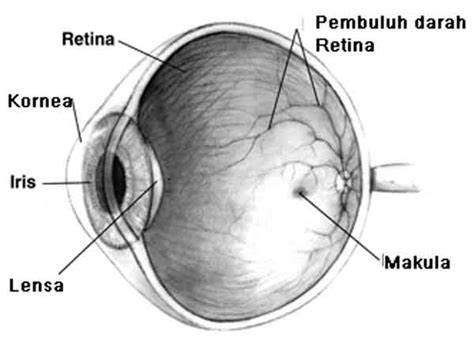 Apa Itu Mata Mata