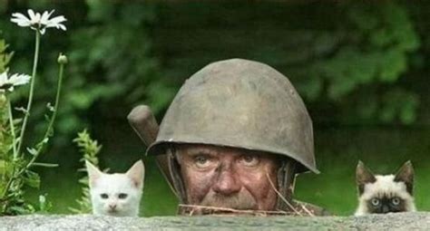 Cats At War Image Cat Lovers Mod Db