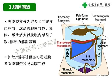 如何根据腹膜解剖确定穿孔位置，腹腔内游离气体从哪来？医学界 助力医生临床决策和职业成长