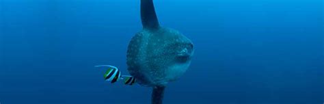 Ocean Sunfish - Animal Facts and Information