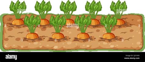 Carrots growing in soil cartoon illustration Stock Vector Image & Art - Alamy