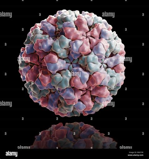 Estructura El virus Norwalk 1ÉL virus ARN familia Caliciviridae gran