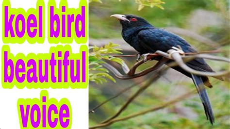 Koel Bird Sound Cuckoo Song Youtube