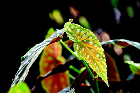 Angel Wing Begonia: A Complete Guide to Growing and Caring for this ...