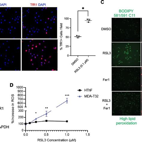 Pharmacologic Inhibition Of GPX4 With RSL3 Induces Ferroptosis