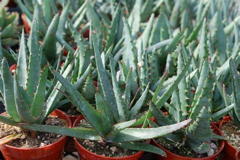 Trees Planet Aloe Ferox Cape Aloe