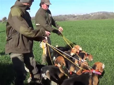 Démonstration de chasse par une meute de chiens courants sur lièvre vidéo