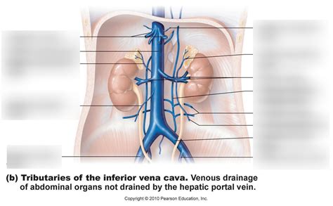 Tributaries Of The Inferior Vena Cava Diagram Quizlet