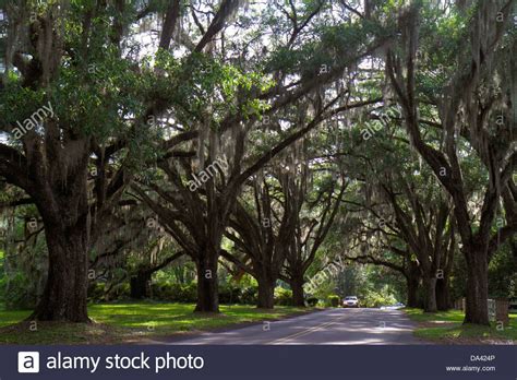 Florida Oak Trees With Moss Sake History Picture Galleries