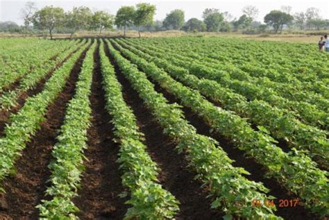 High Density Planting System Of Cotton In India Status And Breeding Strategies Intechopen