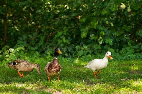 Three Wild Ducks In A Summer Park On The Grass Stock Image Image Of