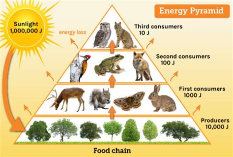 Forest Energy Pyramid