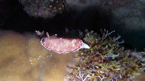 Bernd S Tauchsafaris Unterwasserwelt Philippinen Bernd S