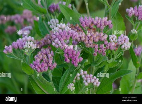Saltmarsh Fleabane Pluchea Odorata Stock Photo Alamy