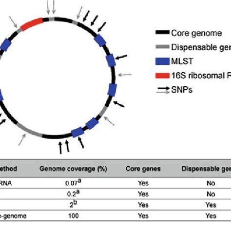 Mechanisms Of Horizontal Gene Transfer In Bacteria A Uptake Of Naked