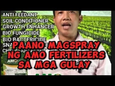 Paano Apply Ng Amo Fertilizer Sa Mga Gulay PAANO Magspray Ng AMO