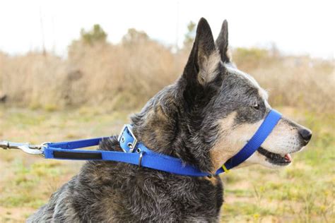 The Best Dog Halters On Amazon Review In 2022 Doggear