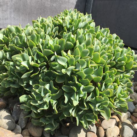 Crassula Blue Waves Crassula Blue Waves In Gardentags Plant