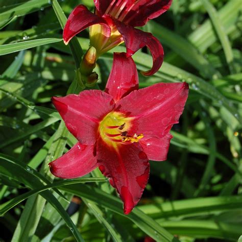 Jda Hemerocallis Pardon Me