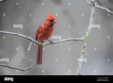 Red Male Cardinal Bird In Winter Stock Photo - Alamy