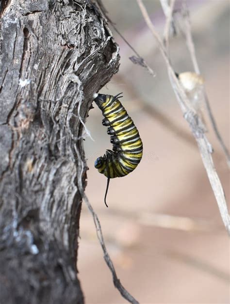 Monarck Butterfly Caterpillar Pupate Hanging from Twig Stock Photo ...