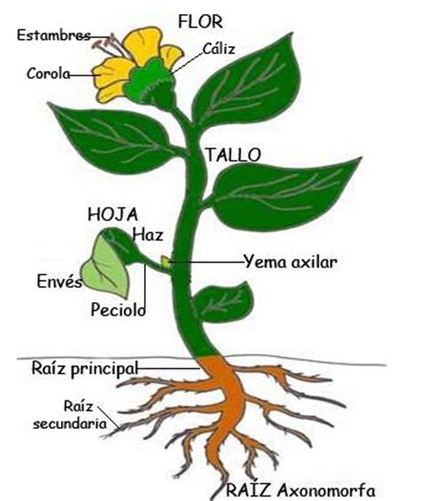 La ReproducciÓn De Las Plantas ¿cÓmo Son Las Plantas