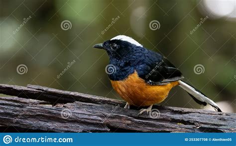 Imagen De La Fauna Y Flora De La Naturaleza Sobre La Selva Tropical De