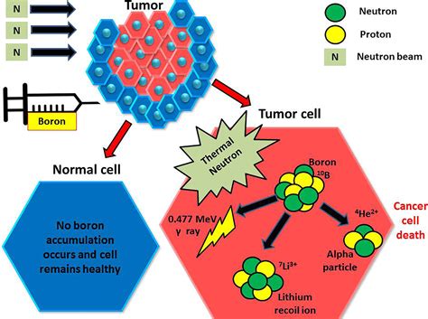 Frontiers Boron Neutron Capture Therapy A Review Of Clinical