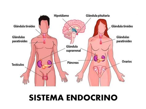 Sistema endocrino rompecabezas en línea