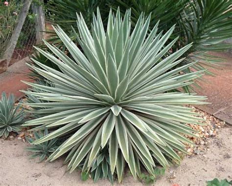 Agave Definition Uses And Facts