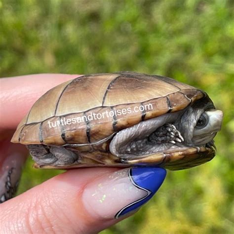 Mississippi Mud Turtles Kinosternon Subrubrum Hippocrepis Cb