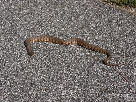 Anybody Seen My Focus?: Midland Water Snake (Nerodia sipedon pleuralis)