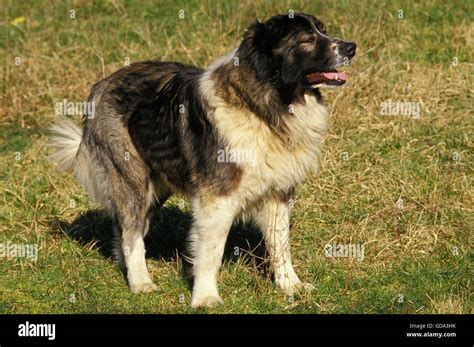 Are Georgian Shepherd Puppies Lazy