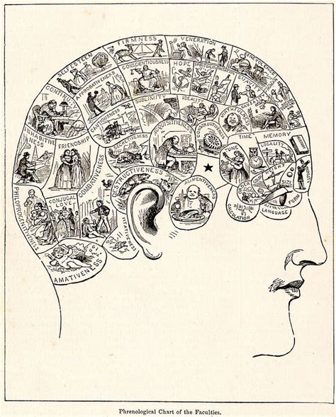 Phrenology Phrenology Art Prints Poster Prints