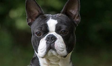 Best Boston Terrier Breeders Anything Terrier