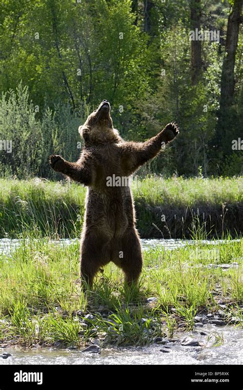 Grizzly bear standing up Stock Photo - Alamy