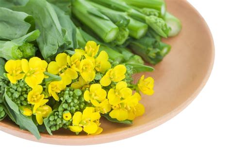 Bright And Yellow Flowering Rapeseed Vegetable Stock Image Image Of