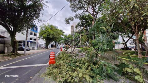 Árvore cai e interdita avenida Adhemar de Barros nesta madrugada