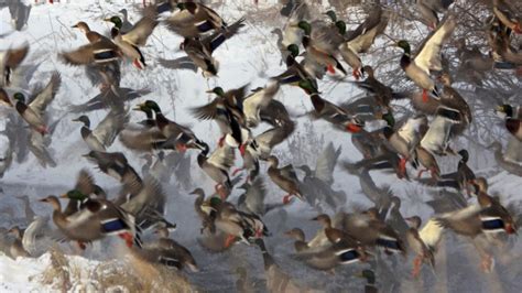 Mallard Flock Wallpaper - Duck Landing Screensaver - 1920x1080 ...