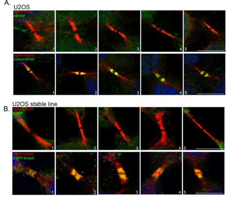 Figure S Exoc Localization In The Cytokinetic Bridge And Expression