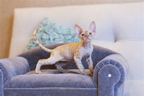 10 Incredible Devon Rex Cat Facts You'll Be Surprised to Find Out ...