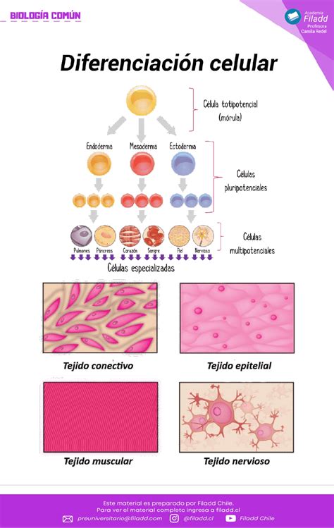 Tipos De Tejidos Curso Online De Prueba De Transición Biología Módulo Común Y Electivo