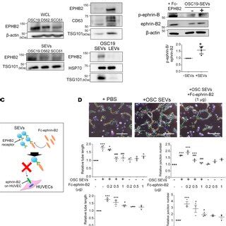 Ephb On Sevs Drives An Ephrin B Stat Angiogenic Signaling Cascade