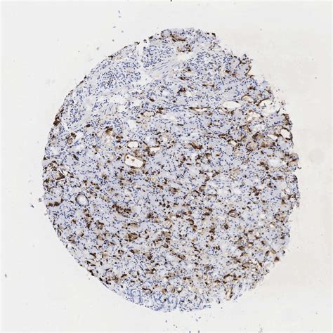 Tissue Expression Of Chga Staining In Stomach The Human Protein Atlas